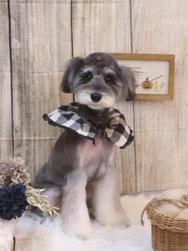 20241017ルナちゃん